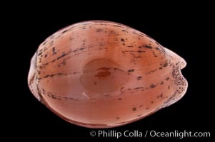 Atlantic Gray Cowrie, Ashen Cowrie, Cypraea cinerea