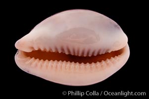 Atlantic Gray Cowrie, Ashen Cowrie, Cypraea cinerea