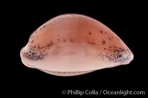 Atlantic Gray Cowrie, Ashen Cowrie, Cypraea cinerea