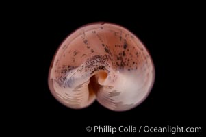 Atlantic Gray Cowrie, Ashen Cowrie, Cypraea cinerea