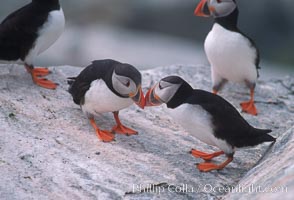 Atlantic puffin, mating coloration, Fratercula arctica, Machias Seal Island