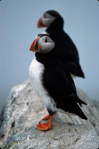 Atlantic puffin, mating coloration, Fratercula arctica, Machias Seal Island