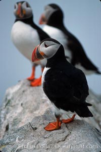 Atlantic puffin, mating coloration, Fratercula arctica, Machias Seal Island