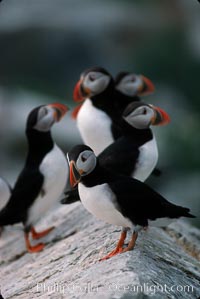 Atlantic puffin, mating coloration, Fratercula arctica, Machias Seal Island