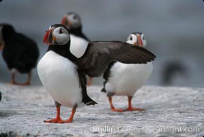 Atlantic puffin, mating coloration, Fratercula arctica, Machias Seal Island