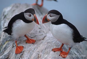 Atlantic puffin, mating coloration, Fratercula arctica, Machias Seal Island