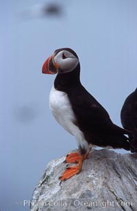 Atlantic puffin, mating coloration, Fratercula arctica, Machias Seal Island