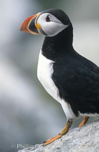 Atlantic puffin, mating coloration, Fratercula arctica, Machias Seal Island