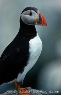 Atlantic puffin, mating coloration, Fratercula arctica, Machias Seal Island