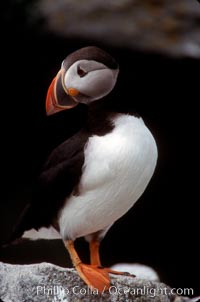 Atlantic puffin, mating coloration, Fratercula arctica, Machias Seal Island