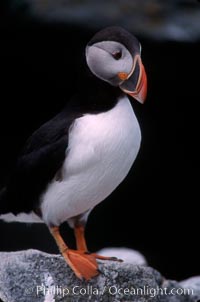 Atlantic puffin, mating coloration, Fratercula arctica, Machias Seal Island