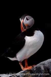 Atlantic puffin, mating coloration, Fratercula arctica, Machias Seal Island