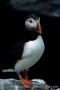 Atlantic puffin, mating coloration, Fratercula arctica, Machias Seal Island