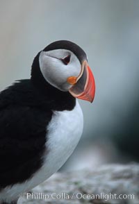 Atlantic puffin, mating coloration, Fratercula arctica, Machias Seal Island