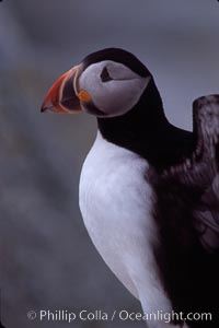 Atlantic puffin, mating coloration, Fratercula arctica, Machias Seal Island