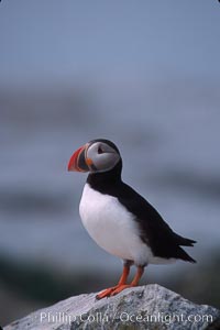 Atlantic puffin, mating coloration, Fratercula arctica, Machias Seal Island