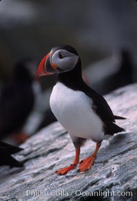 Atlantic puffin, mating coloration, Fratercula arctica, Machias Seal Island