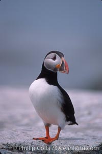 Atlantic puffin, mating coloration, Fratercula arctica, Machias Seal Island