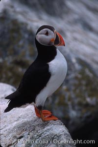 Atlantic puffin, mating coloration, Fratercula arctica, Machias Seal Island