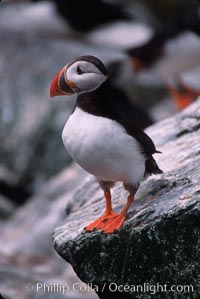 Atlantic puffin, mating coloration, Fratercula arctica, Machias Seal Island