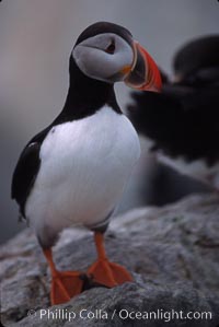 Atlantic puffin, mating coloration, Fratercula arctica, Machias Seal Island