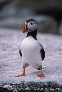 Atlantic puffin, mating coloration, Fratercula arctica, Machias Seal Island