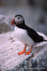 Atlantic puffin, mating coloration, Fratercula arctica, Machias Seal Island