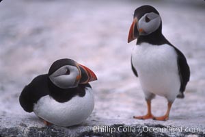 Atlantic puffin, mating coloration, Fratercula arctica, Machias Seal Island