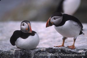 Atlantic puffin, mating coloration, Fratercula arctica, Machias Seal Island