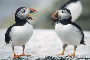 Atlantic puffin, mating coloration, Fratercula arctica, Machias Seal Island