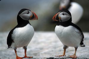 Atlantic puffin, mating coloration, Fratercula arctica, Machias Seal Island