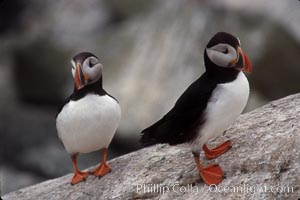 Atlantic puffin, mating coloration, Fratercula arctica, Machias Seal Island