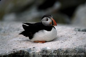 Atlantic puffin, mating coloration, Fratercula arctica, Machias Seal Island