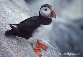 Atlantic puffin, mating coloration, Fratercula arctica, Machias Seal Island