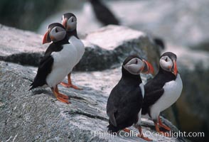 Atlantic puffin, mating coloration, Fratercula arctica, Machias Seal Island