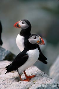 Atlantic puffin, mating coloration, Fratercula arctica, Machias Seal Island