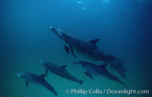 Atlantic spotted dolphin. Bahamas, Stenella frontalis, natural history stock photograph, photo id 01963