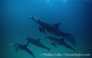 Atlantic spotted dolphin, Stenella frontalis