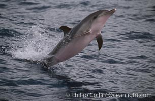 Atlantic spotted dolphin. Sao Miguel Island, Azores, Portugal, Stenella frontalis, natural history stock photograph, photo id 02086