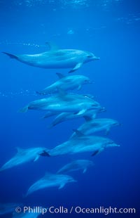 Atlantic spotted dolphin, Stenella frontalis, Sao Miguel Island