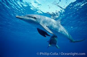 Atlantic spotted dolphin. Bahamas, Stenella frontalis, natural history stock photograph, photo id 04882