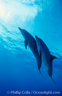 Atlantic spotted dolphin, Stenella frontalis