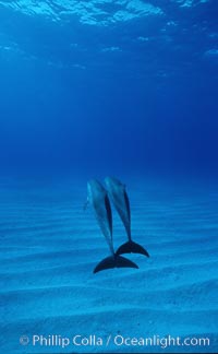 Atlantic spotted dolphin. Bahamas, Stenella frontalis, natural history stock photograph, photo id 04884
