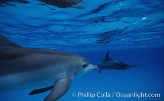 Atlantic spotted dolphin, Stenella frontalis