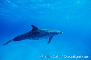 Atlantic spotted dolphin, Stenella frontalis