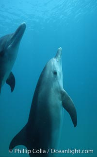 Atlantic spotted dolphin. Bahamas, Stenella frontalis, natural history stock photograph, photo id 04887