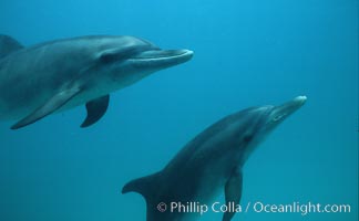 Atlantic spotted dolphin. Bahamas, Stenella frontalis, natural history stock photograph, photo id 04888