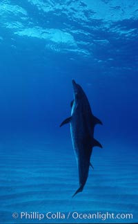 Atlantic spotted dolphin. Bahamas, Stenella frontalis, natural history stock photograph, photo id 04890