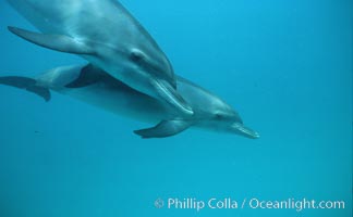 Atlantic spotted dolphin. Bahamas, Stenella frontalis, natural history stock photograph, photo id 04891