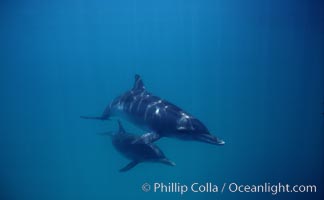 Atlantic spotted dolphin, Stenella frontalis